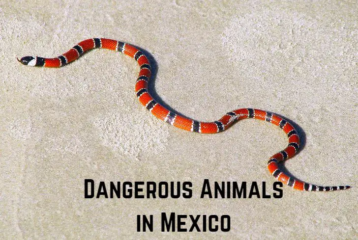 dangerous-animals-in-mexico
