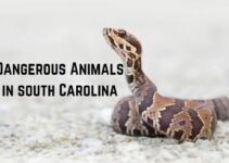10 Most Dangerous Animals in South Carolina: A Local’s Guide