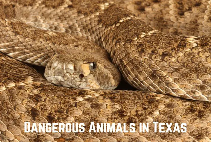 dangerous-animals-in-texas