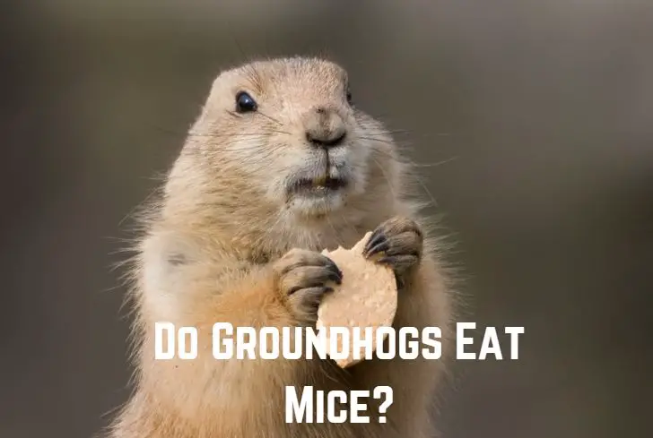 do-Groundhogs-eat-mice