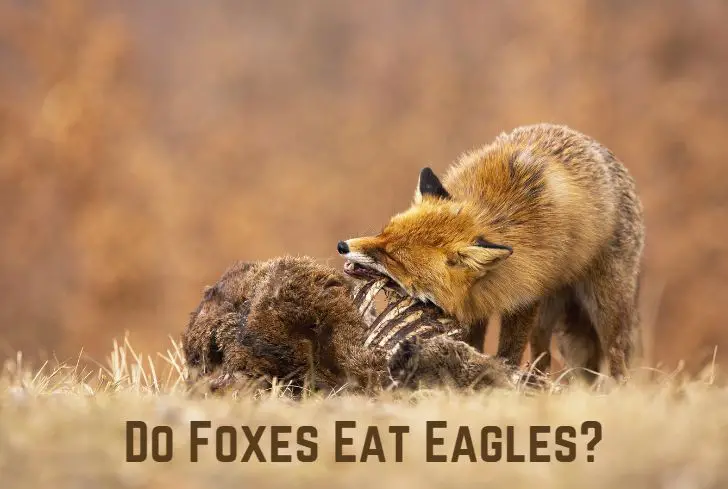 do-foxes-eat-eagles