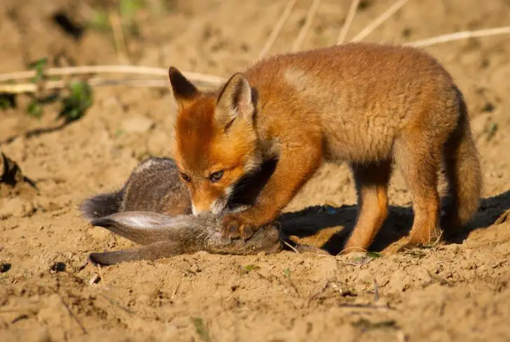 fox-eating-prey