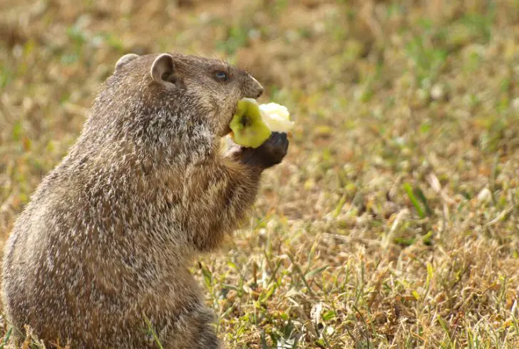 groundhogs-eating-food
