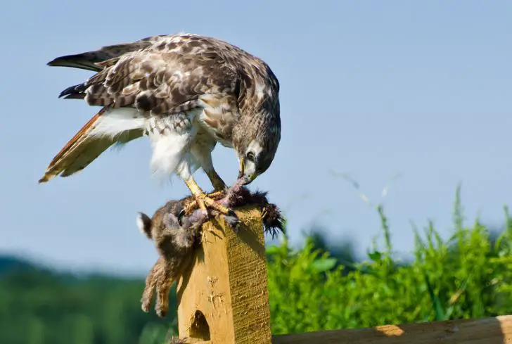 hawk-eating-prey