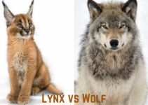 Lynx vs Wolf: Who Would Win in a Fight?