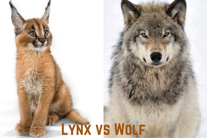 Lynx-vs-Wolf