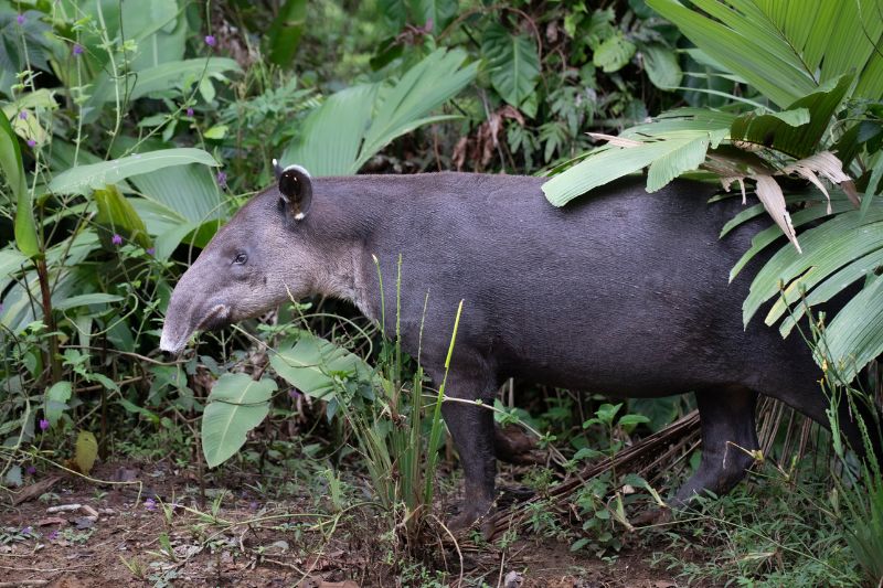 Bairds-Tapir