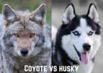 Coyote vs Husky: Who Would Win in a Fight?