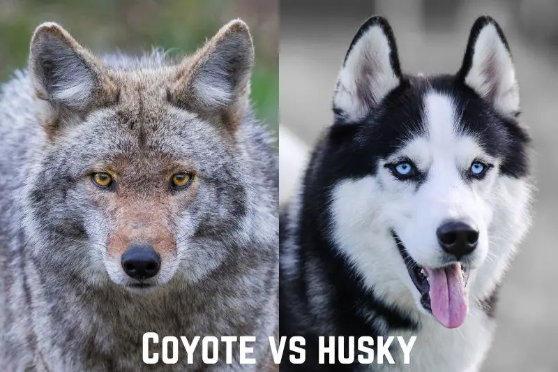 Coyote-vs-Husky