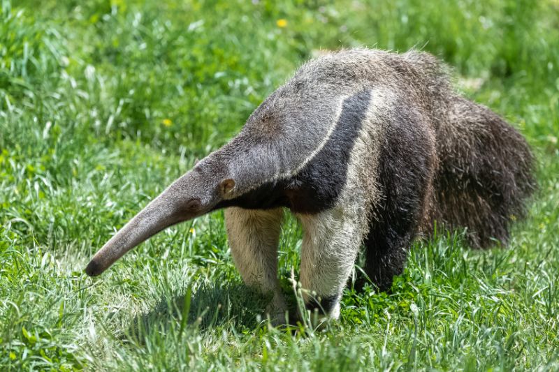 Giant-Anteaters
