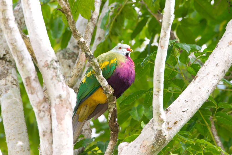 Pink-breasted-Fruit-Dove