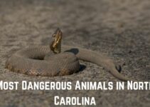 10 Most Dangerous Animals in North Carolina (+Pics)