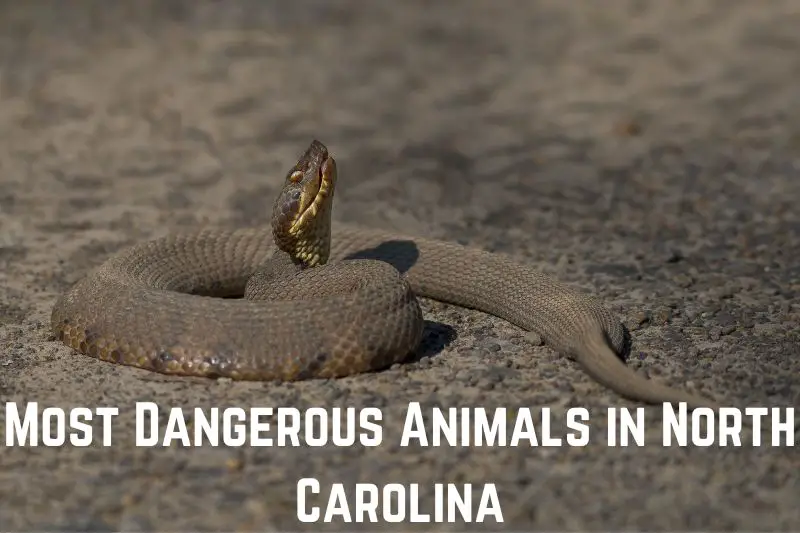 animals-in-North-Carolina