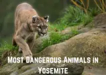 10 Most Dangerous Animals in Yosemite (+Pics)