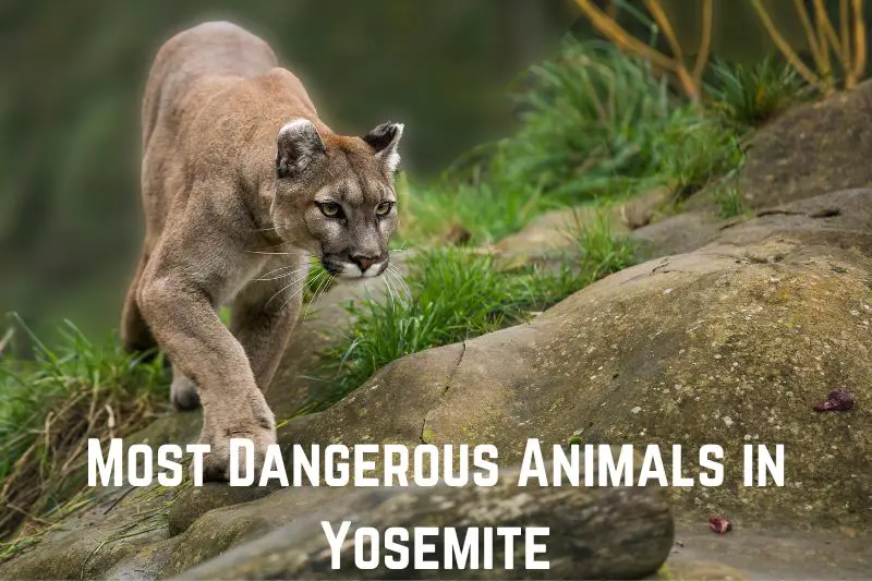 animals-in-Yosemite