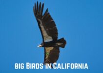 12 Big Birds in California (+Pics)