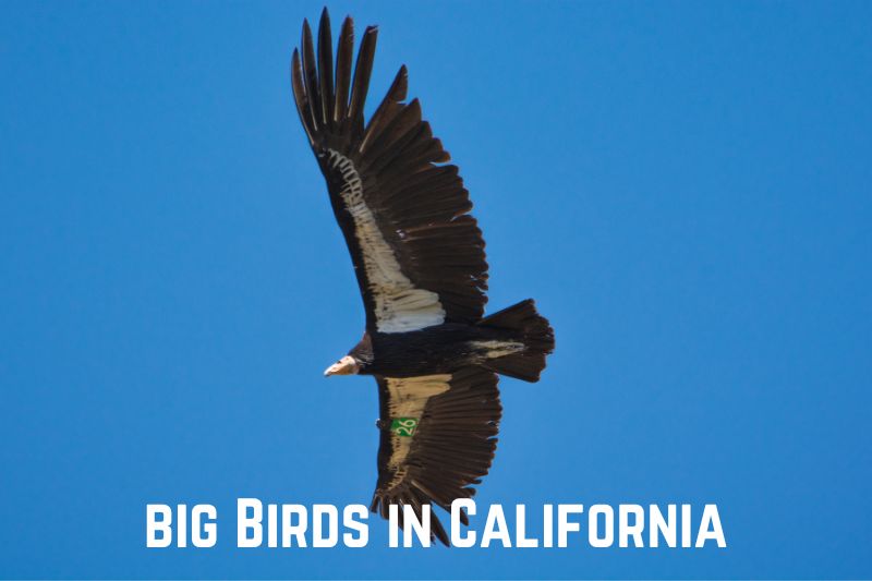 big-birds-in-california
