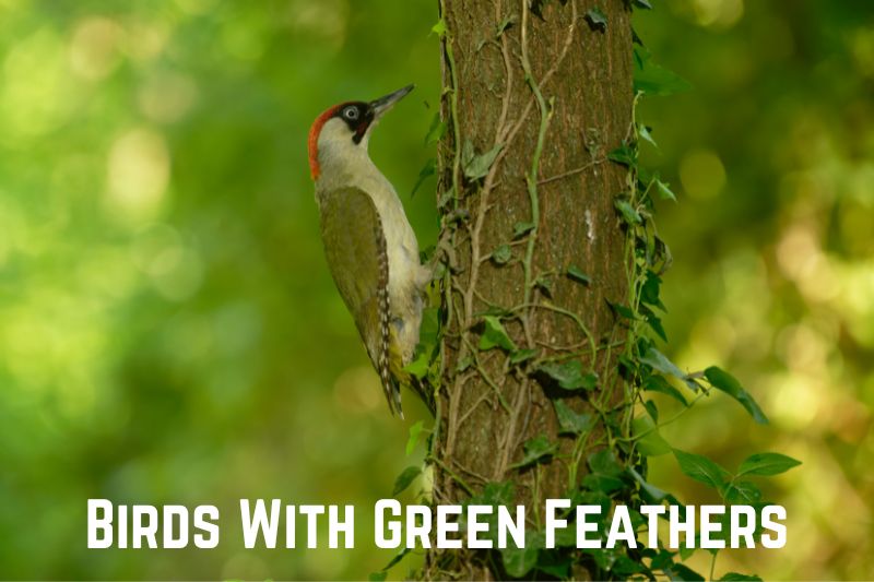 birds-with-green-feathers