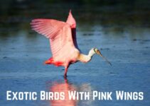 10 Exotic Birds With Pink Wings (+Pics)