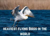 13 Heaviest Flying Birds in the World (+Pics)