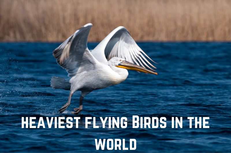 heaviest-flying-birds