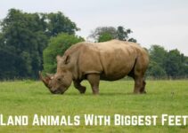 13+ Gigantic Land Animals With the Biggest Feet (+Pics)