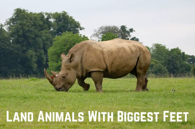 land-animals-with-biggest-feet