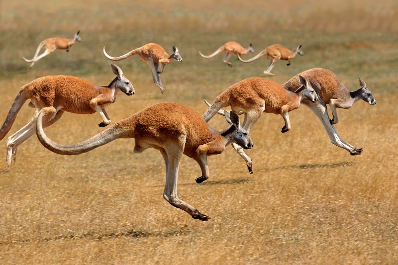Kangaroos-in-wild