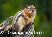 10 Fascinating Animals With Big Cheeks (+ Pics)