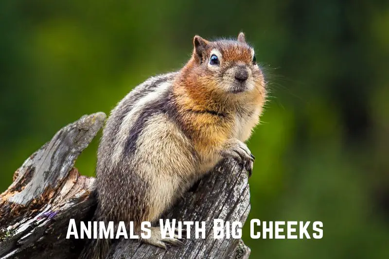 animals-with-big-cheeks