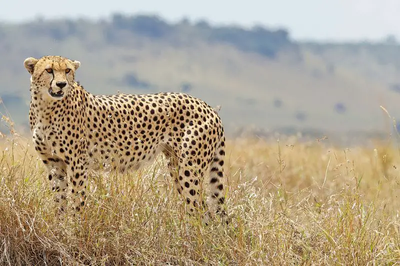 cheetah-in-wild