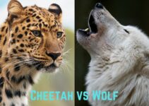 Cheetah vs Wolf: Who Would Win in a Fight?
