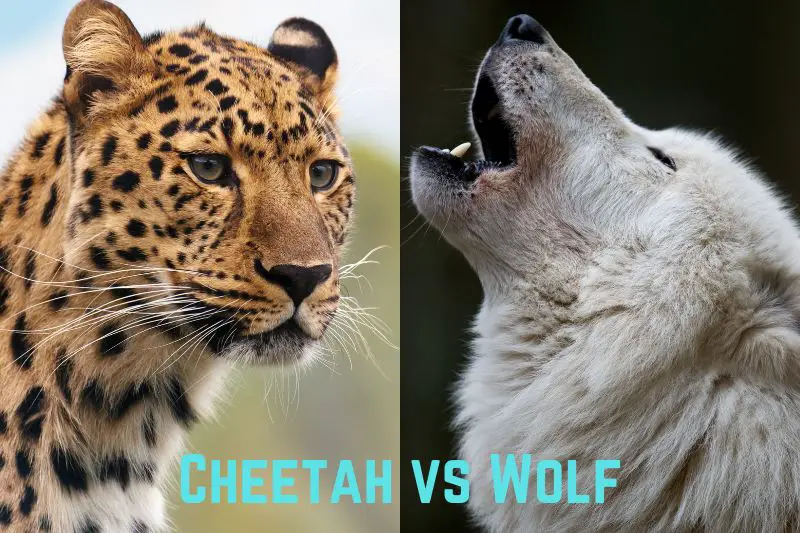 cheetah-vs-wolf