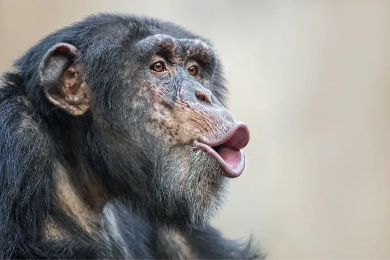chimpanzee-in-wild