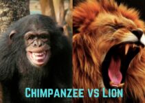 Chimpanzee vs Lion: Who Would Win in a Fight?