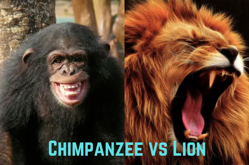 chimpanzee-vs-lion