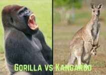 Gorilla vs Kangaroo: Who Would Win in a Fight?