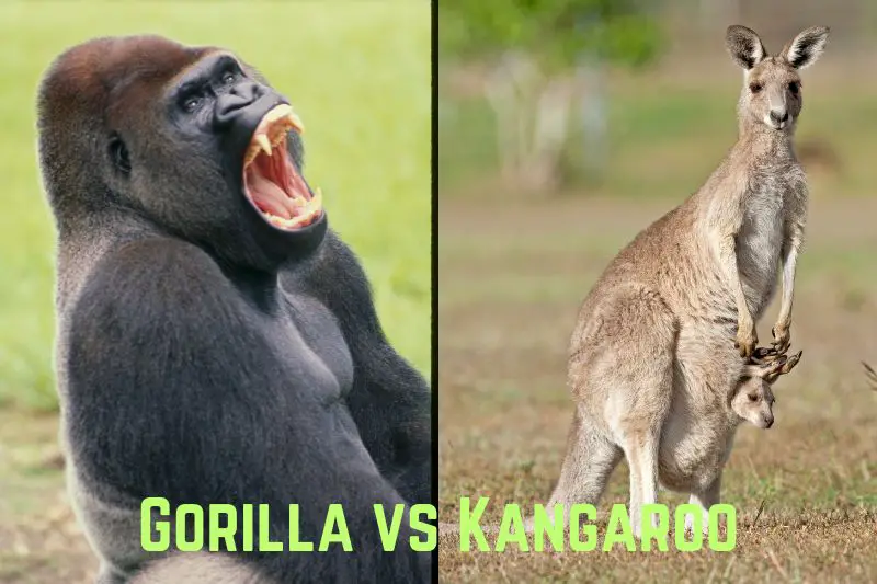 gorilla-vs-kangaroo