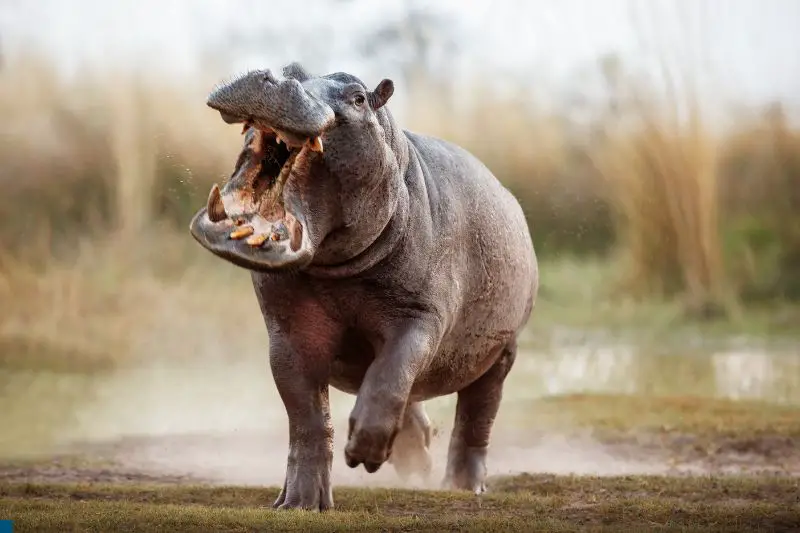 hippo-attacking
