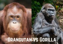 Orangutan vs Gorilla: Who Would Win in a Fight?