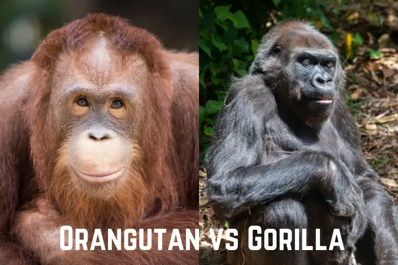 orangutan-vs-gorilla