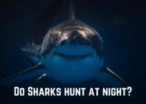 Do Sharks Hunt at Night? (Answered)