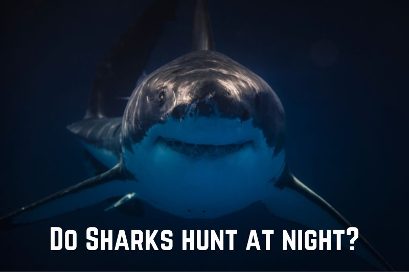 shark-hunting-at-night